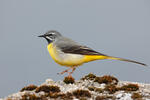 Grey Wagtail