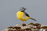 Grey Wagtail