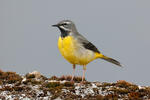 Grey Wagtail