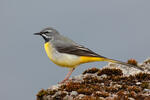 Grey Wagtail