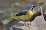 Grey Wagtail