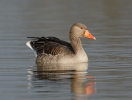 Greylag Goose