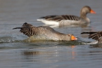 Greylag Goose