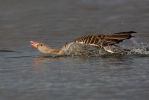 Greylag Goose