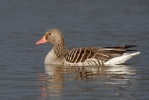 Greylag Goose