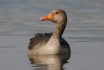 Greylag Goose