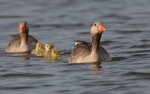 Greylag Goose