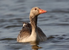 Greylag Goose