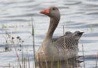 Greylag Goose