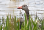 Greylag Goose