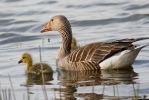 Greylag Goose