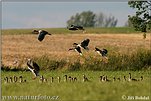 Greylag Goose