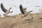 Greylag Goose