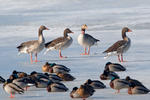 Greylag Goose