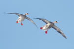 Greylag Goose