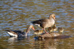 Greylag Goose