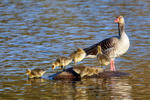 Greylag Goose