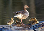 Greylag Goose