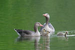 Greylag Goose