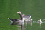 Greylag Goose