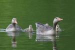 Greylag Goose