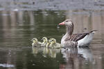 Greylag Goose