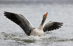 Greylag Goose