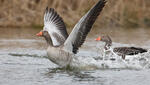 Greylag Goose