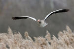 Greylag Goose