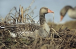 Greyland Goose