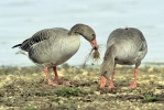 Greyland Goose