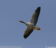 Greyland Goose