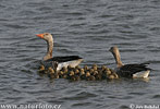 Greyland Goose