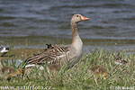 Greyland Goose