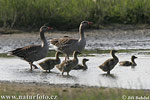 Greyland Goose