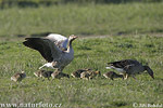 Greyland Goose