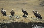 Griffon Vulture