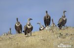 Griffon Vulture