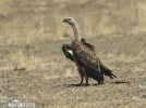 Griffon Vulture