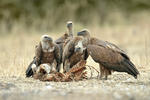 Griffon Vulture