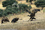 Griffon Vulture