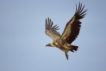 Griffon Vulture