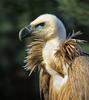 Griffon Vulture