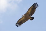 Griffon Vulture