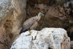 Griffon Vulture