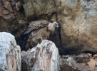 Griffon Vulture