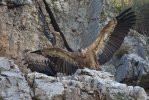 Griffon Vulture