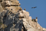 Griffon Vulture