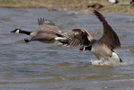 Grote Canadese gans