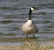 Grote Canadese gans